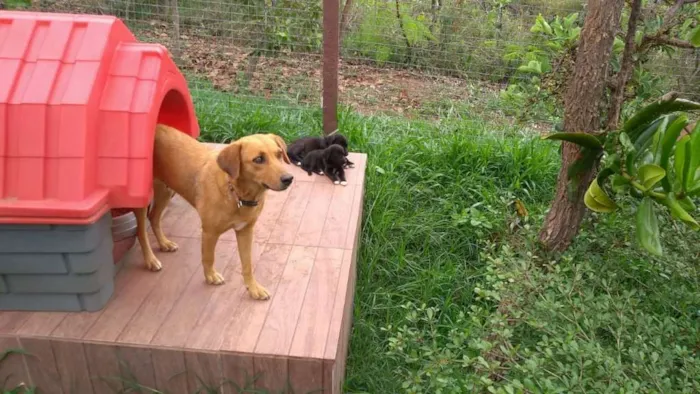 Cachorro ra a PREDOMINÂNCIA DE VIRA-LATA idade 2 a 6 meses nome SEM NOME