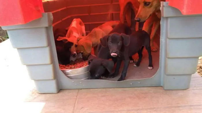 Cachorro ra a PREDOMINÂNCIA DE VIRA-LATA idade 2 a 6 meses nome SEM NOME