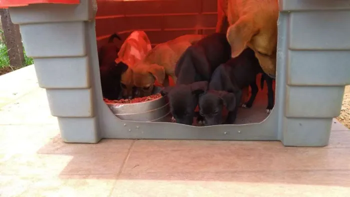 Cachorro ra a PREDOMINÂNCIA DE VIRA-LATA idade 2 a 6 meses nome SEM NOME