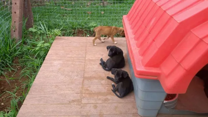 Cachorro ra a PREDOMINÂNCIA DE VIRA-LATA idade 2 a 6 meses nome SEM NOME