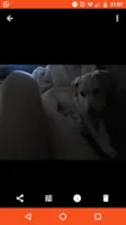 bolinha