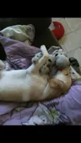 bolinha
