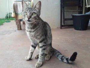 Gato raça  idade 2 a 6 meses nome S/N