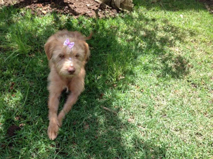 Cachorro ra a Poodle idade  nome Pandora