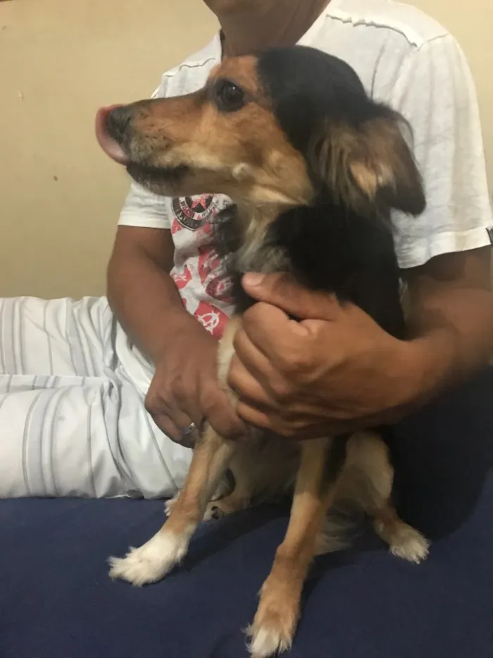 Cachorro ra a Vira lata  idade 3 anos nome Pepe