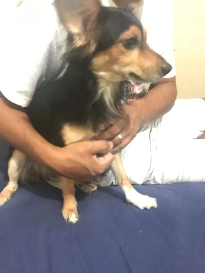 Cachorro ra a Vira lata  idade 3 anos nome Pepe
