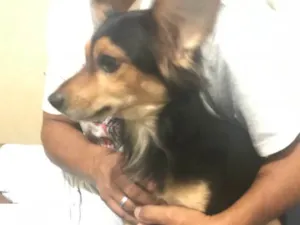 Cachorro raça Vira lata  idade 3 anos nome Pepe