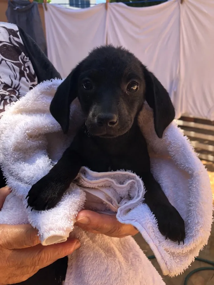 Cachorro ra a Srd idade Abaixo de 2 meses nome Andrew, Mitch e Katr