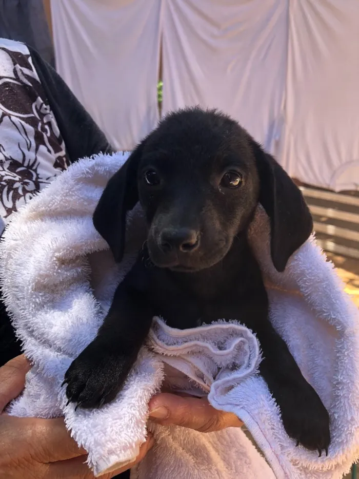 Cachorro ra a Srd idade Abaixo de 2 meses nome Andrew, Mitch e Katr