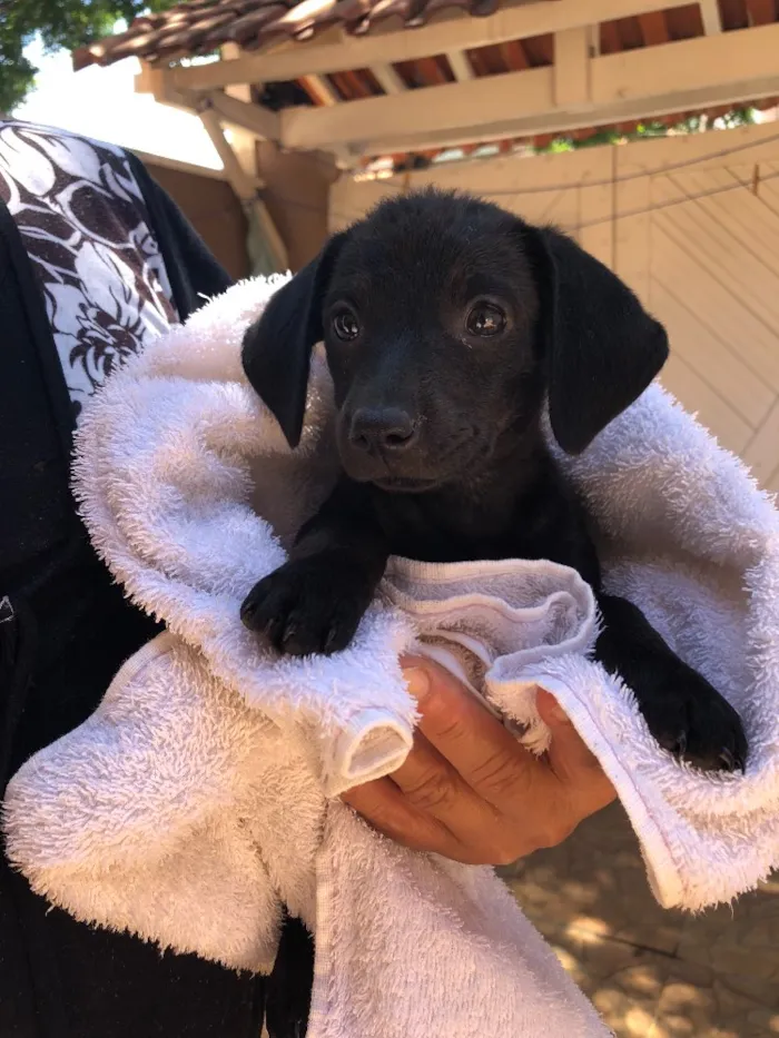 Cachorro ra a Srd idade Abaixo de 2 meses nome Andrew, Mitch e Katr