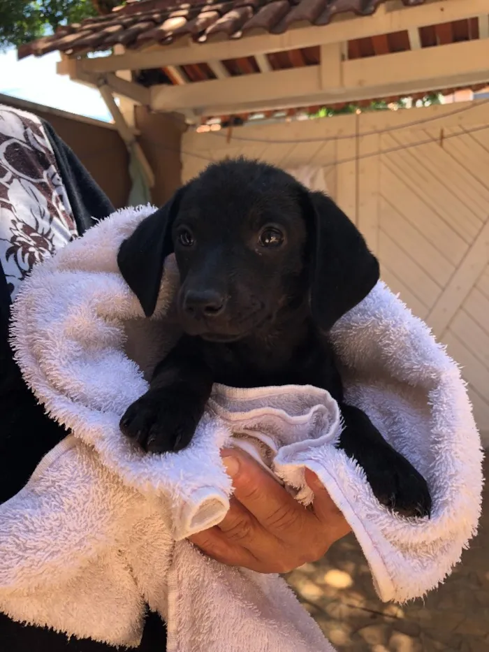 Cachorro ra a Srd idade Abaixo de 2 meses nome Andrew, Mitch e Katr