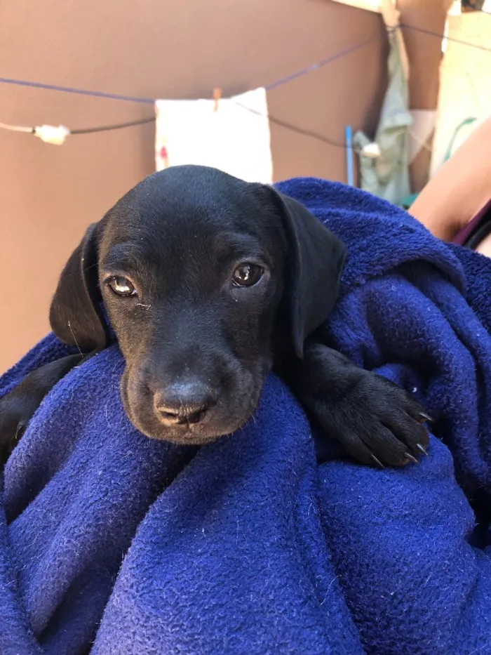 Cachorro ra a Srd idade Abaixo de 2 meses nome Andrew, Mitch e Katr