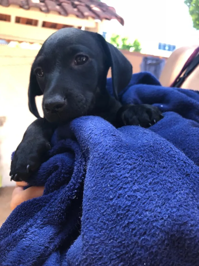 Cachorro ra a Srd idade Abaixo de 2 meses nome Andrew, Mitch e Katr