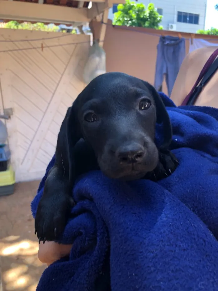 Cachorro ra a Srd idade Abaixo de 2 meses nome Andrew, Mitch e Katr