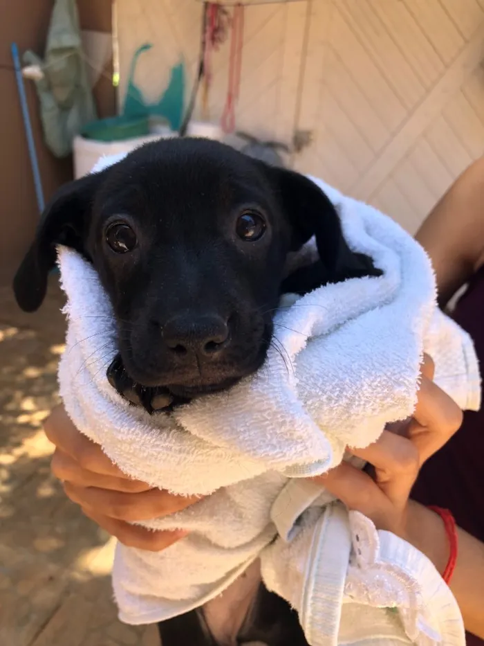 Cachorro ra a Srd idade Abaixo de 2 meses nome Andrew, Mitch e Katr