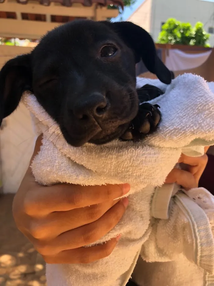 Cachorro ra a Srd idade Abaixo de 2 meses nome Andrew, Mitch e Katr