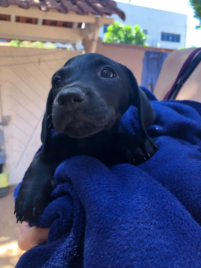 Cachorro ra a Srd idade Abaixo de 2 meses nome Andrew, Mitch e Katr