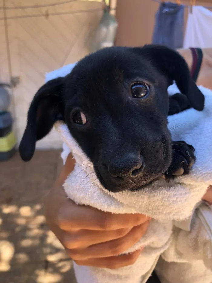 Cachorro ra a Srd idade Abaixo de 2 meses nome Andrew, Mitch e Katr