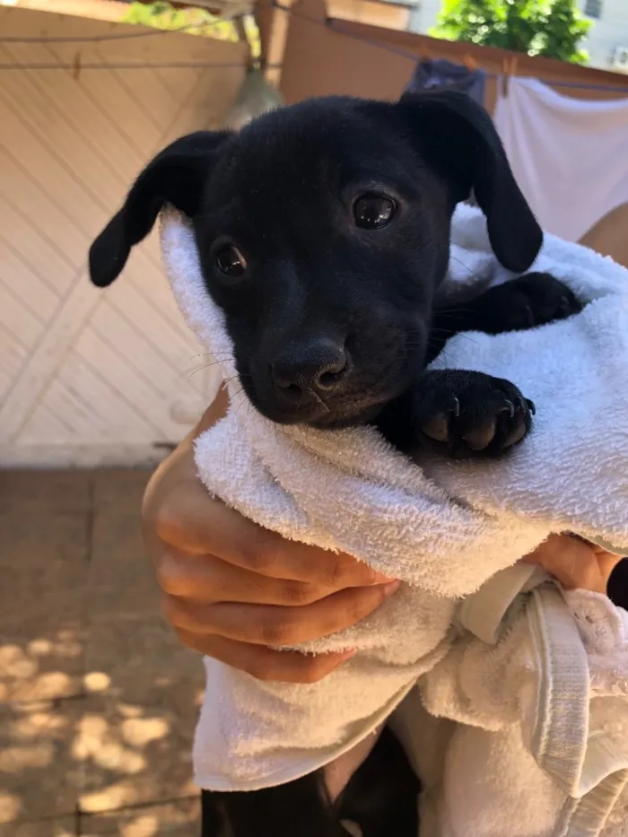 Cachorro ra a Srd idade Abaixo de 2 meses nome Andrew, Mitch e Katr