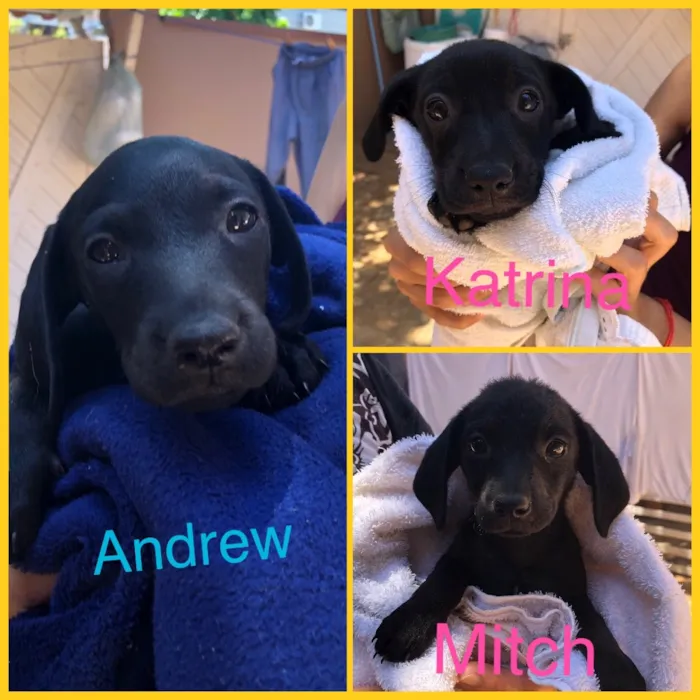 Cachorro ra a Srd idade Abaixo de 2 meses nome Andrew, Mitch e Katr