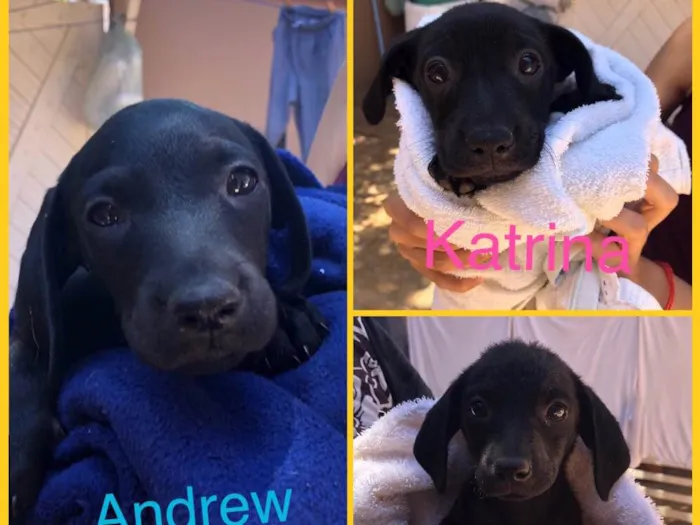 Cachorro ra a Srd idade Abaixo de 2 meses nome Andrew, Mitch e Katr
