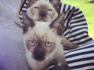 Gato raça Srd idade 2 a 6 meses nome Requeijinho e Brie