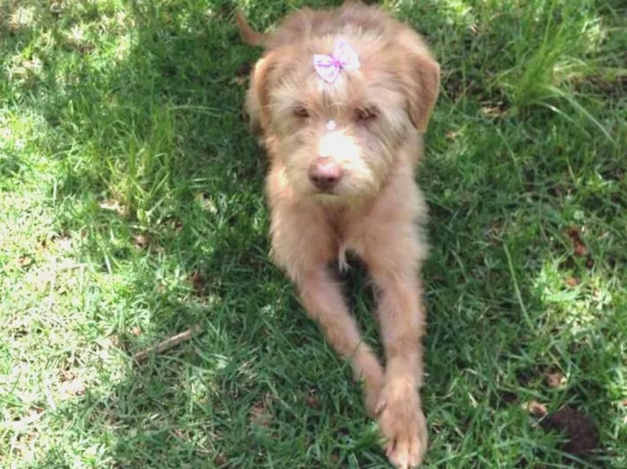 Cachorro ra a Poodle idade  nome Pandora