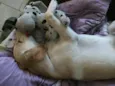 bolinha