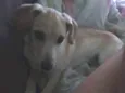 bolinha