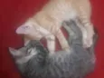 Nimo e Cloe
