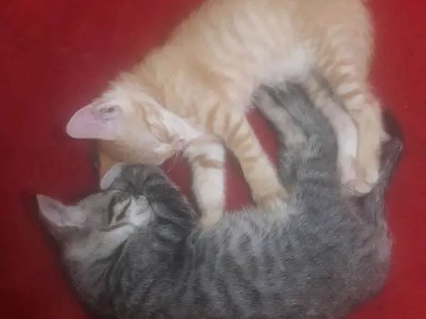 Gato ra a  idade 2 a 6 meses nome Nimo e Cloe