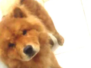 Cachorro raça Chow chow idade 2 anos nome Ralf