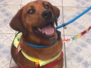 Cachorro raça SRD idade 1 ano nome Marley