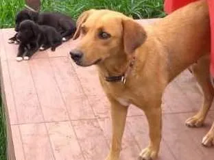 Cachorro ra a PREDOMINÂNCIA DE VIRA-LATA idade 2 a 6 meses nome SEM NOME
