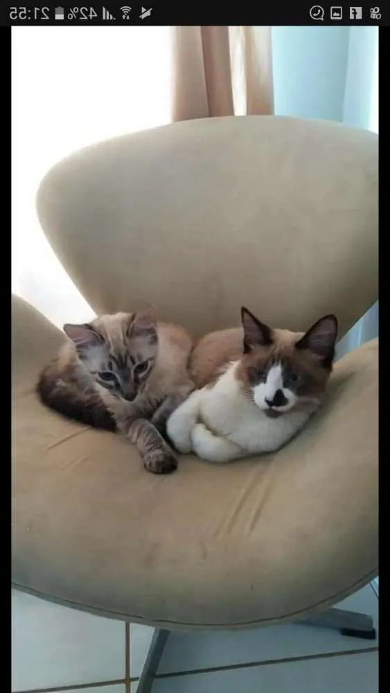 Gato raça Vira lata idade 7 a 11 meses nome Salem