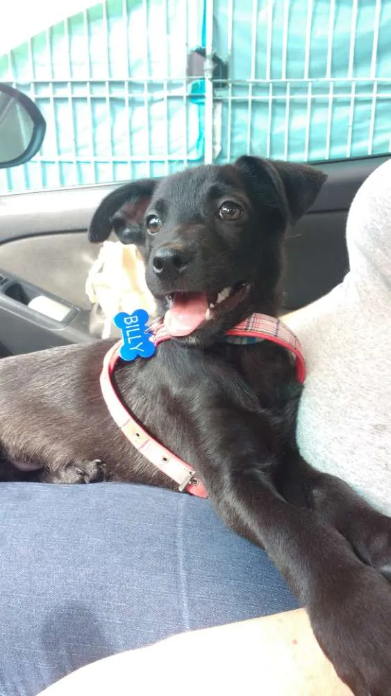 Cachorro ra a Srd idade 2 a 6 meses nome Billy - ZN SP
