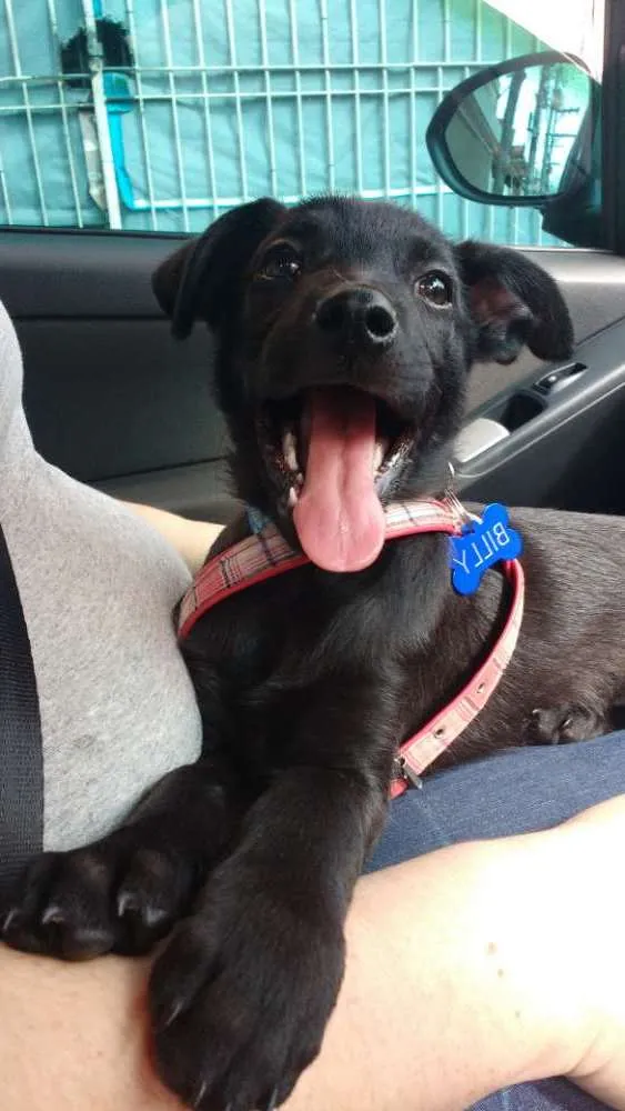 Cachorro ra a Srd idade 2 a 6 meses nome Billy - ZN SP