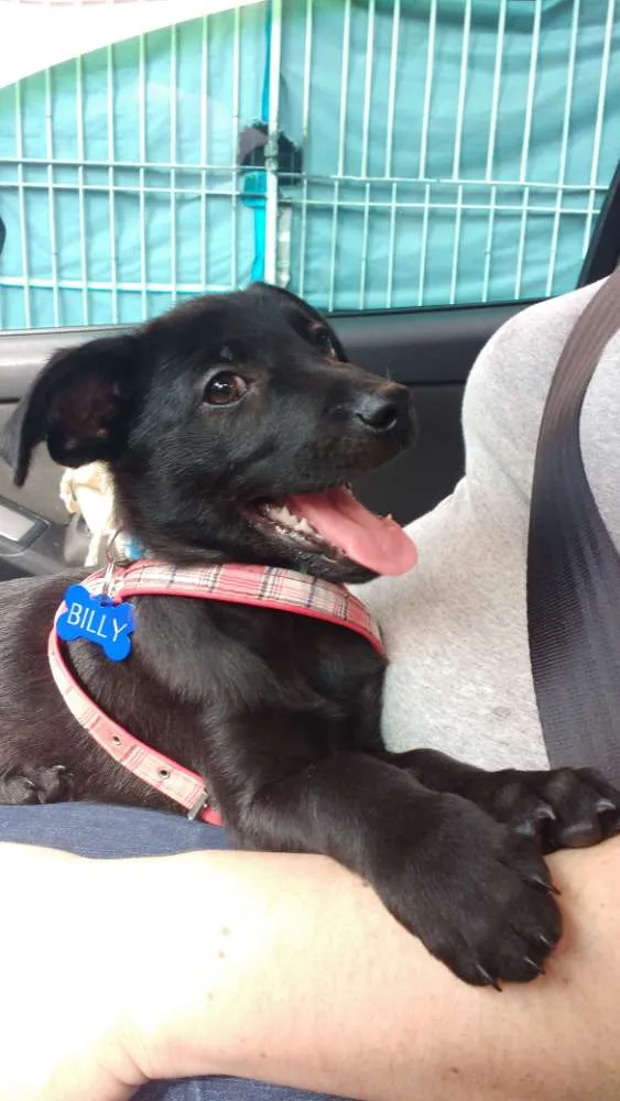 Cachorro ra a Srd idade 2 a 6 meses nome Billy - ZN SP