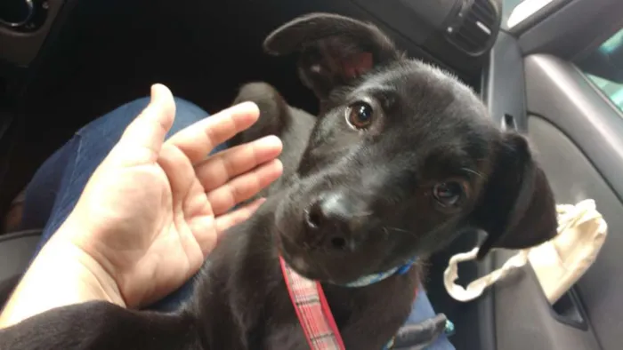 Cachorro ra a Srd idade 2 a 6 meses nome Billy - ZN SP