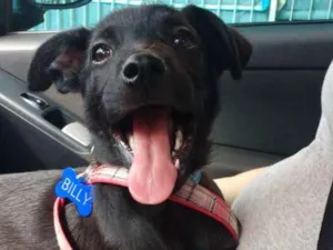 Cachorro raça Srd idade 2 a 6 meses nome Billy - ZN SP