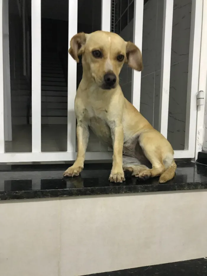 Cachorro ra a Misto idade 7 a 11 meses nome Pandora