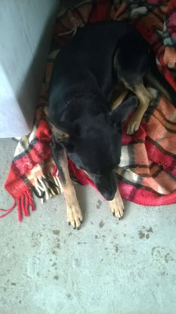 Cachorro ra a Mestiça de Pastor idade 5 anos nome Pitucha