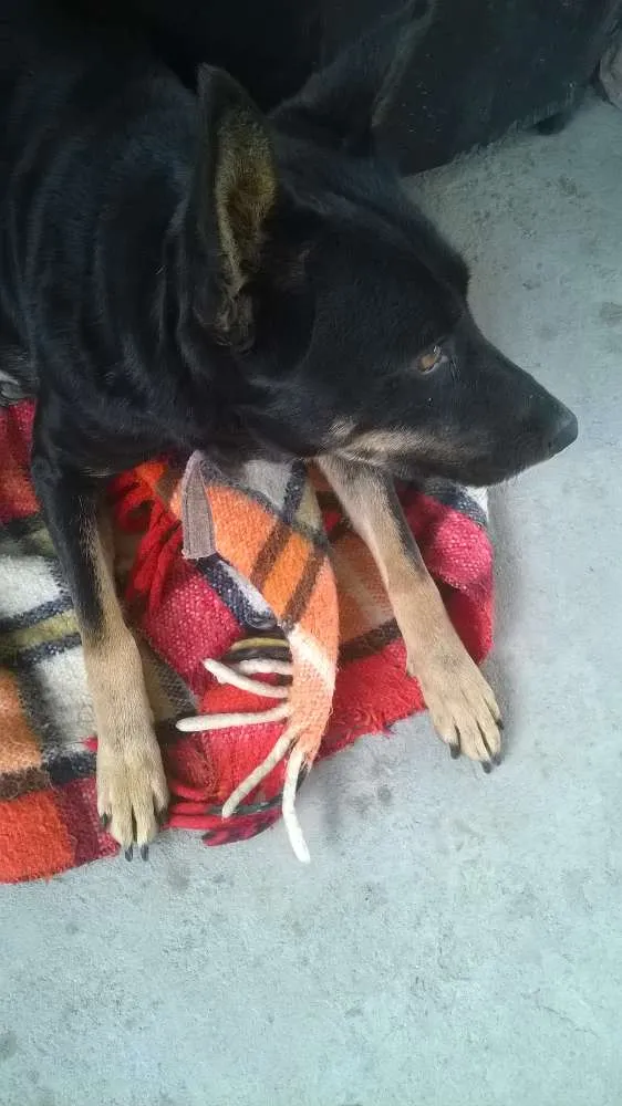 Cachorro ra a Mestiça de Pastor idade 5 anos nome Pitucha