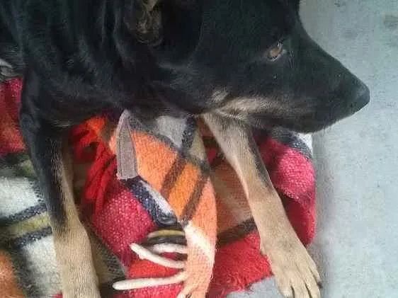 Cachorro ra a Mestiça de Pastor idade 5 anos nome Pitucha