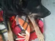 Pitucha