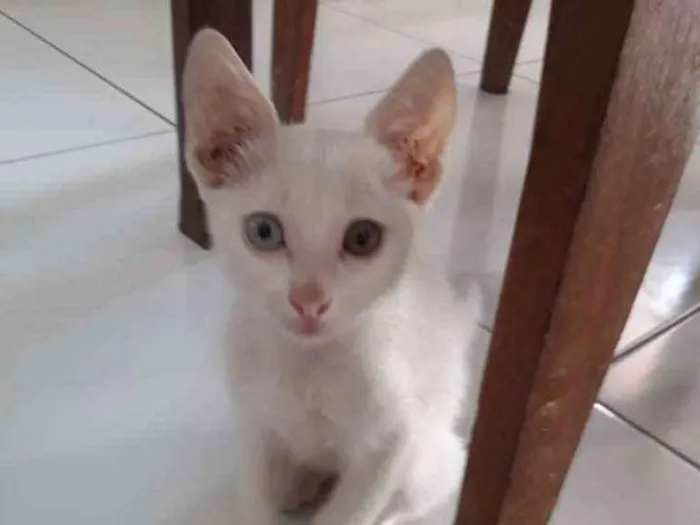 Gato ra a Não sei  idade Abaixo de 2 meses nome Pipoca