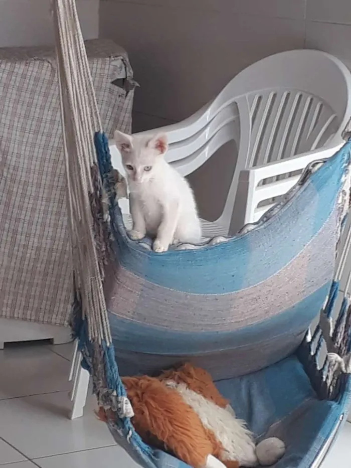 Gato ra a Não sei  idade Abaixo de 2 meses nome Pipoca