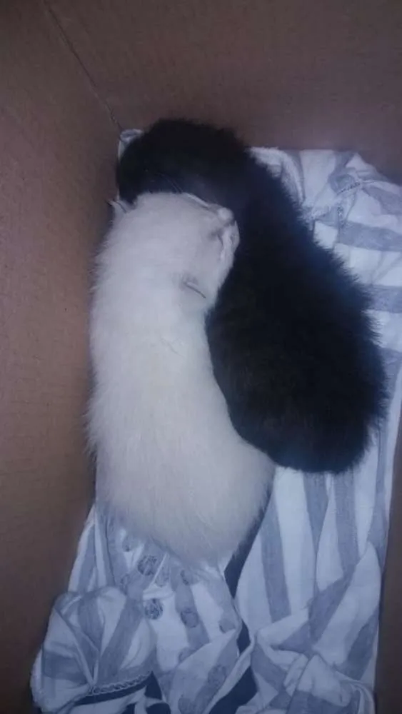 Gato raça Vira lata idade Abaixo de 2 meses nome Luna