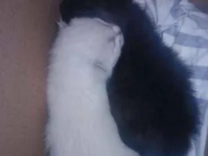 Gato raça Vira lata idade Abaixo de 2 meses nome Luna