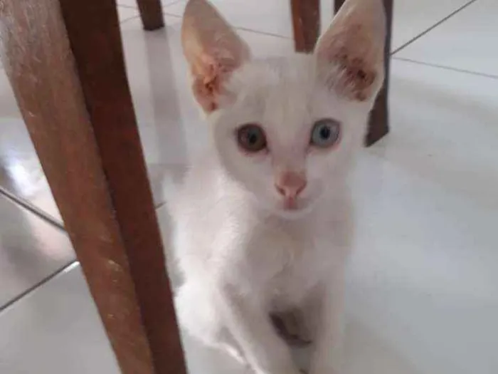 Gato ra a Não sei  idade Abaixo de 2 meses nome Pipoca